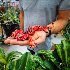 Articulated Lizard Armadillo 3d Printed | Tactile Sensory Toy